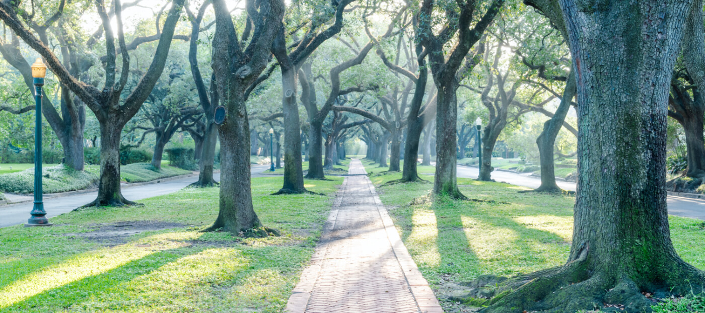 Tree lined walkway